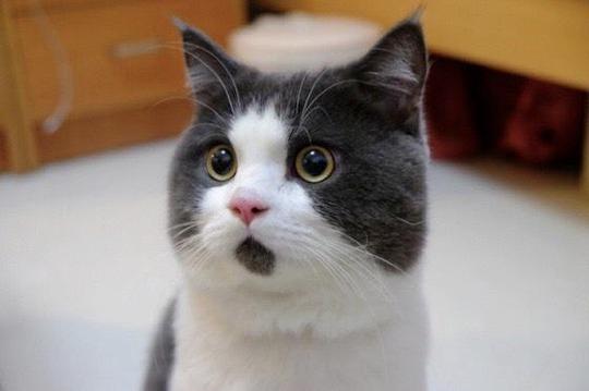 ãã³ã£ãããã®ç»åæ¤ç´¢çµæ