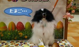 20160404_4.jpg
