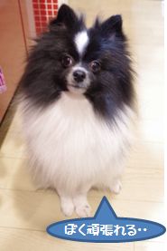 20160406_1.jpg