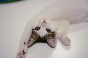 待ってるにゃ@ちーちゃん