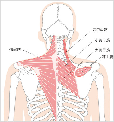 背中の筋肉