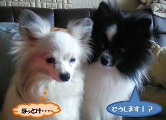20160413_3.jpg