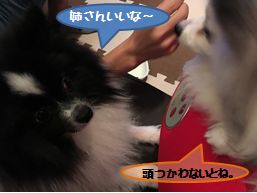 20160531_2.jpg