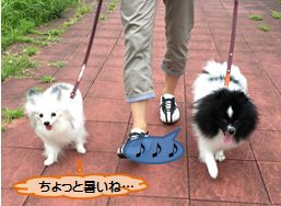 20160727_3.jpg