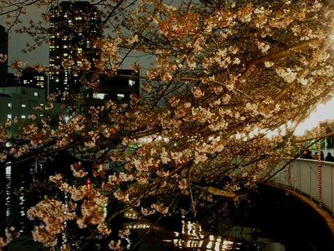 お江戸深川さくらまつり