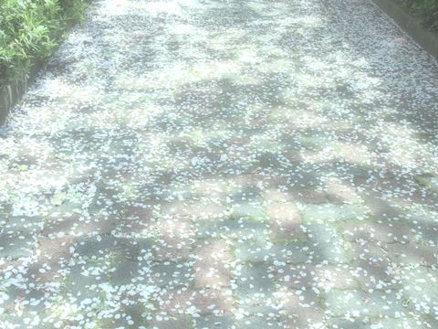 桜の絨毯