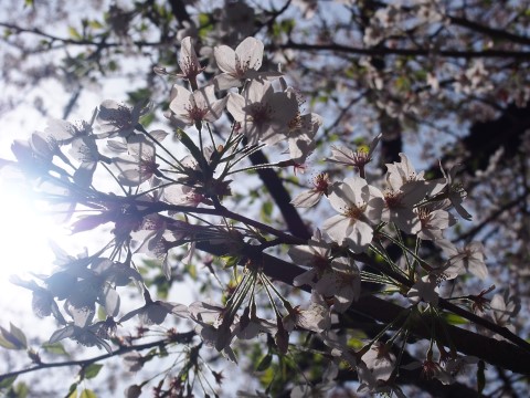 東陽町図書館の桜