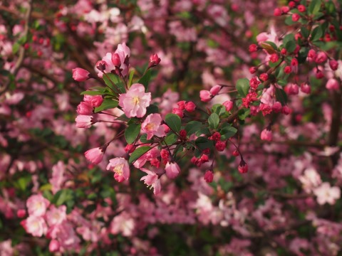 汐浜運河の花海棠