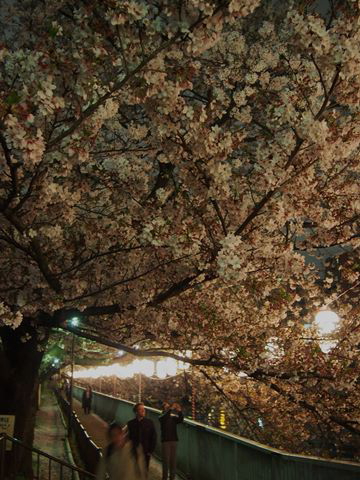 お江戸深川さくらまつり