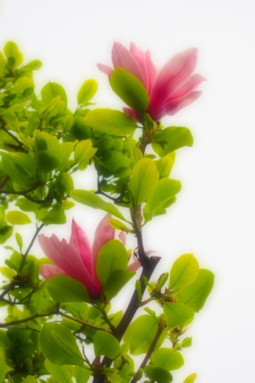 汐浜運河のアカモクレン