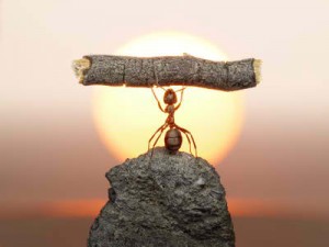Ant-belief-300x225.jpg