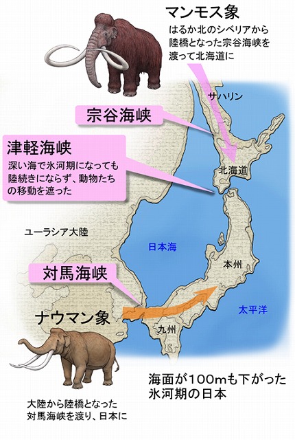 日本人の祖先たちは、約２万年前にマンモスを追ってシベリアから北海道に到達し、その後、南下し日本列島全体へと移り住んでいった。ユーラシア大陸と樺太と北海道などは陸続き。