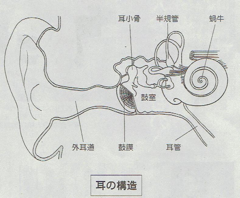 耳の構造