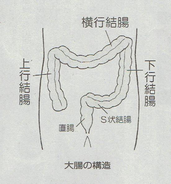 大腸