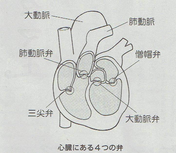 心臓弁