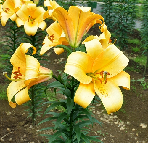 2016-07-26-0002.jpg