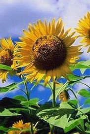 2016-09-06-0001.jpg