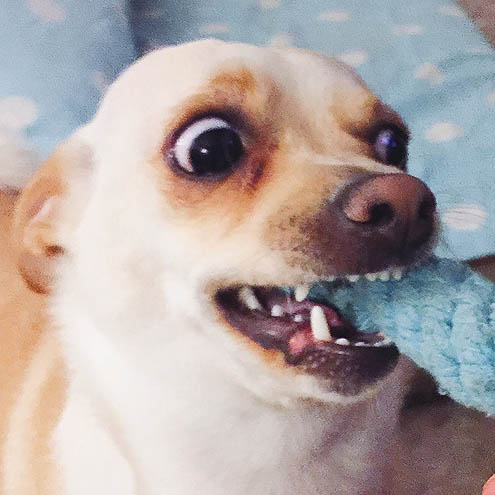 先住犬3歳ドヤ顔