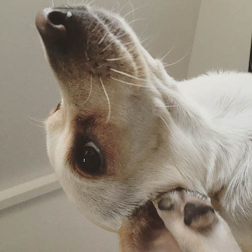 先住犬3歳ドヤ顔