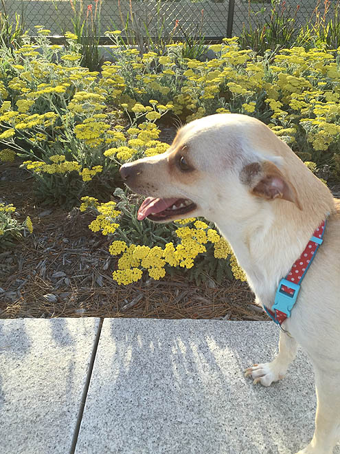 先住犬3歳ドヤ顔