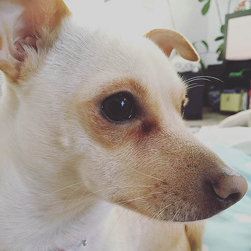 先住犬3歳ドヤ顔