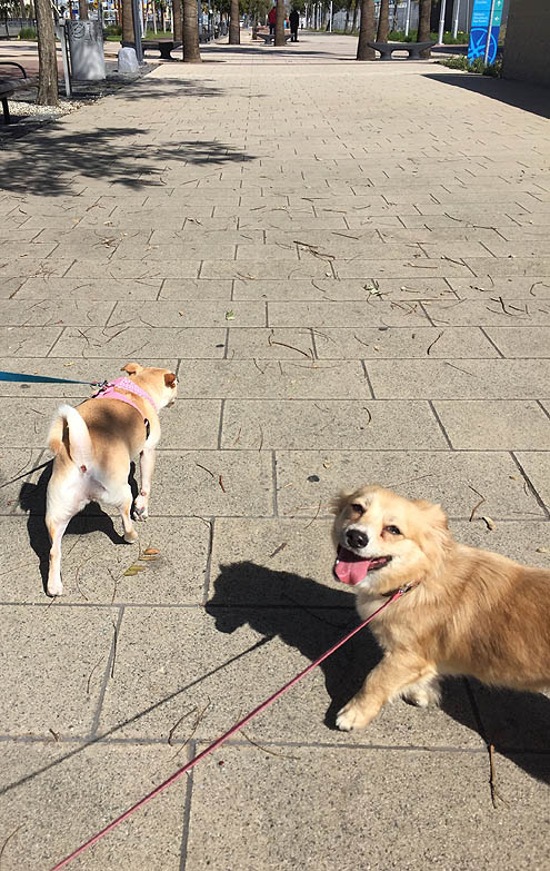 先住犬3歳ドヤ顔