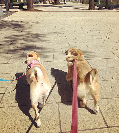 先住犬3歳ドヤ顔