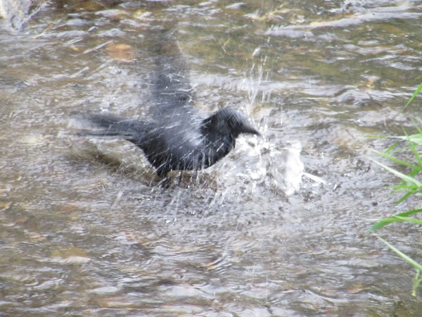 カラスのバードウオッチング