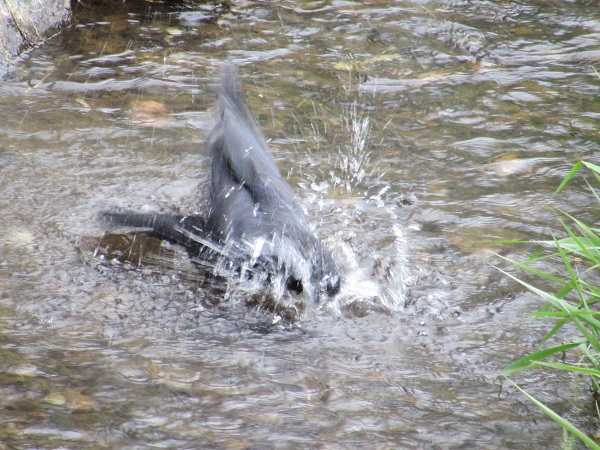 カラスのバードウオッチング