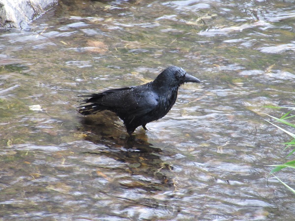 カラスのバードウオッチング