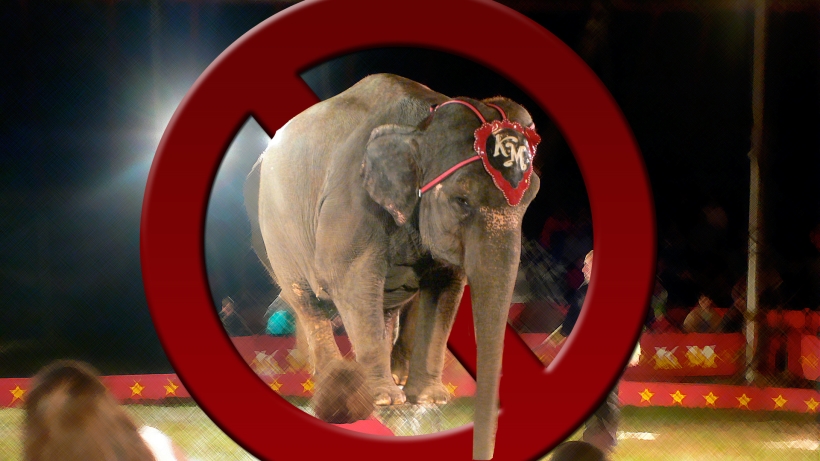 circus1_20160418222430276.jpg