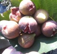 161030_1526_01_[380011]_convert_20161030211854