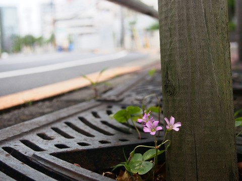 ムラサキカタバミ