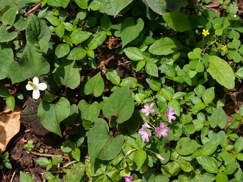 ムラサキカタバミ