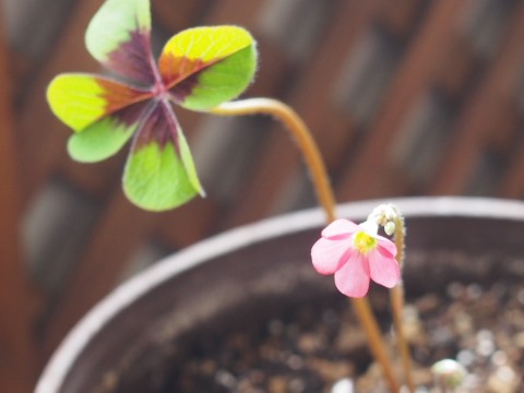 オキザリス・デッペイ