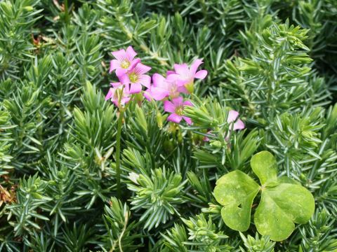 ムラサキカタバミ