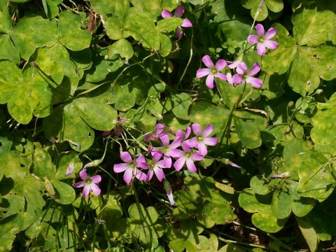 ムラサキカタバミ