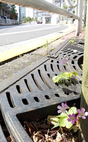 ムラサキカタバミ