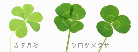 道草 カタバミ と クローバー オキザリス デッペイ など さざなみ橋日記 園芸ブログ