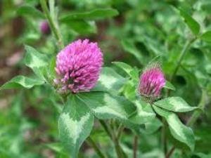 ムラサキツメクサ