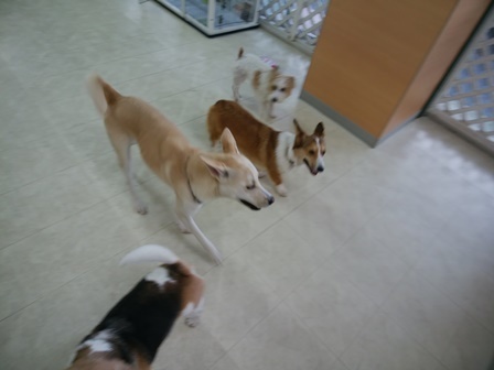 ぶれたけど・・・