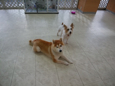 でんまるとマル