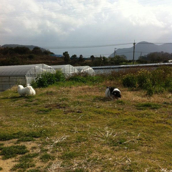 犬