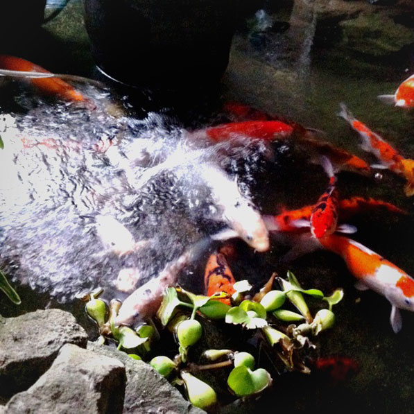 池の鯉