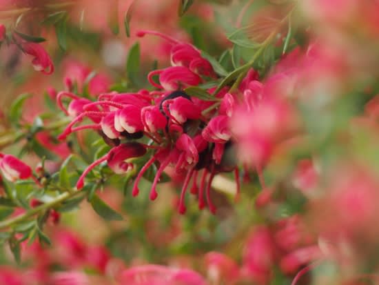オーストラリア など の花が咲く庭 伊豆高原 天城シカの し ちゃん 伊豆日記