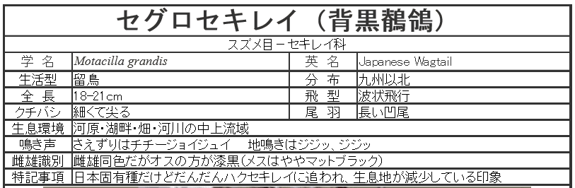 カワセミではなく セグロセキレイ を撮影しました 五月蝿い はうるさい 五月蝿 とはミ 音楽と人生を散策するブログ 音楽人生万歳