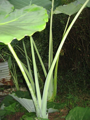 野菜 あじさい日記