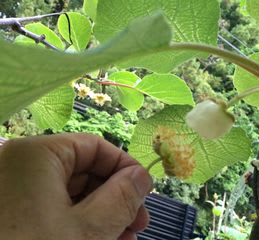 キウイの受粉と花粉の保存 山形夢横丁