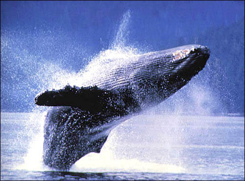 反捕鯨国 オーストラリア に対する画像結果