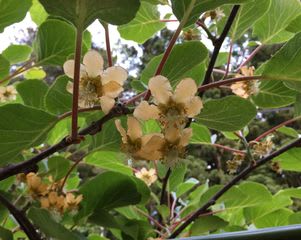 キウイの受粉と花粉の保存 山形夢横丁